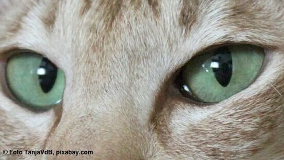 Warum leuchten Katzenaugen im Dunkeln? WAS IST WAS Warum leuchten Katzenaugen im Dunkeln? WAS IST WAS